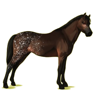 Poney Welsh Bai Brûlé