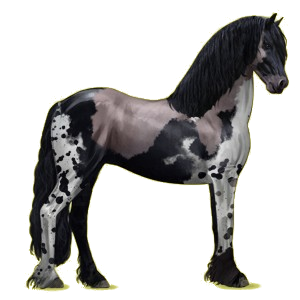 Cheval de selle Frison Noir