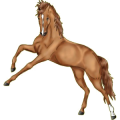 Cheval de selle Selle Français Aubère