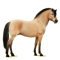 Poney Fjord Brunblakk