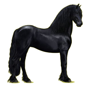 Cheval de selle Frison Noir