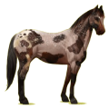 Cheval de selle Quarter Horse Palomino