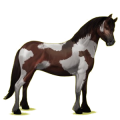 Poney Quarter Pony Noir