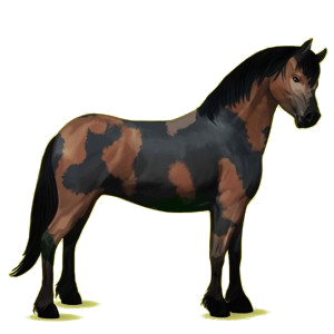 Poney New Forest Aubère