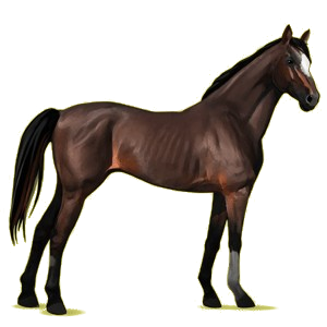 Cheval de selle Pur-Sang Anglais Bai