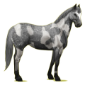 Cheval de selle Quarter Horse Gris Souris