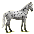 Cheval de selle Selle Français Bai Brûlé