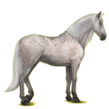 Cheval de selle Lipizzan Gris Clair