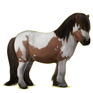 Poney Shetland Bai