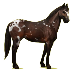 Cheval de selle Quarter Horse Rouan