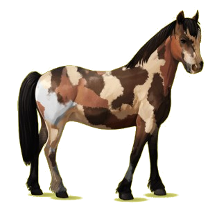 Poney Haflinger Palomino