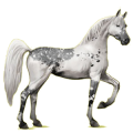 Cheval de selle Arabe de Troie Gris Clair