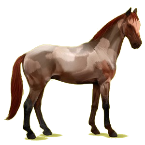 Cheval de selle Anglo-Arabe Isabelle