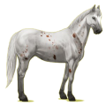 Cheval de selle Appaloosa Few Spots Noir