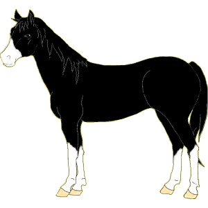 Cheval de selle Hanovrien Noir