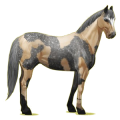 Cheval de selle Quarter Horse Bai