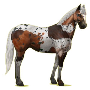 Cheval de selle Paint Horse Pie Tobiano Bai