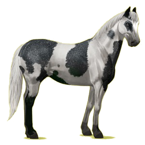 Cheval de selle Quarter Horse Noir