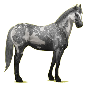 Cheval de selle Quarter Horse Gris Souris