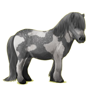 Poney pégase Shetland Noir