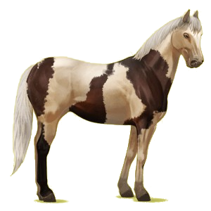 Cheval de selle Appaloosa Leopard Noir