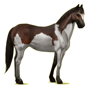 Cheval de selle Quarter Horse Bai Brûlé