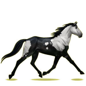 Cheval de selle Trotteur Français Bai
