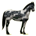 Cheval de selle Quarter Horse Noir