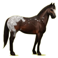 Cheval de selle Quarter Horse Bai