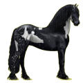 Cheval de selle Frison Noir