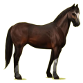 Cheval de selle Quarter Horse Rouan