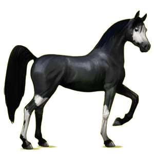 Pégase de selle Arabe Rouan