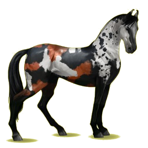 Cheval de selle Marwari Bai Brûlé