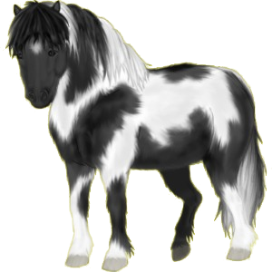 Poney Pottok Pie Overo Noir