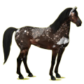 Cheval de selle Mustang Rouan