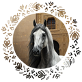 cǟʋǟʟօֆ ɖɛ rɛɨֆ