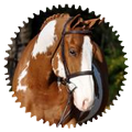 l'irish sport horse
