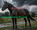 haras national de celle