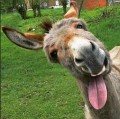 les têtes de mule