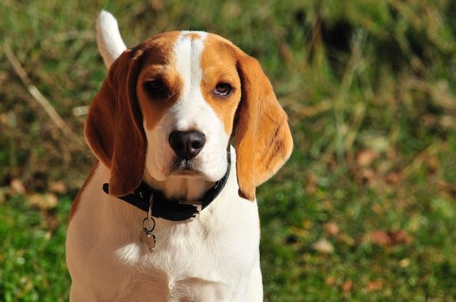 Come Nascondere L'odore Dell'erba Ai Cani