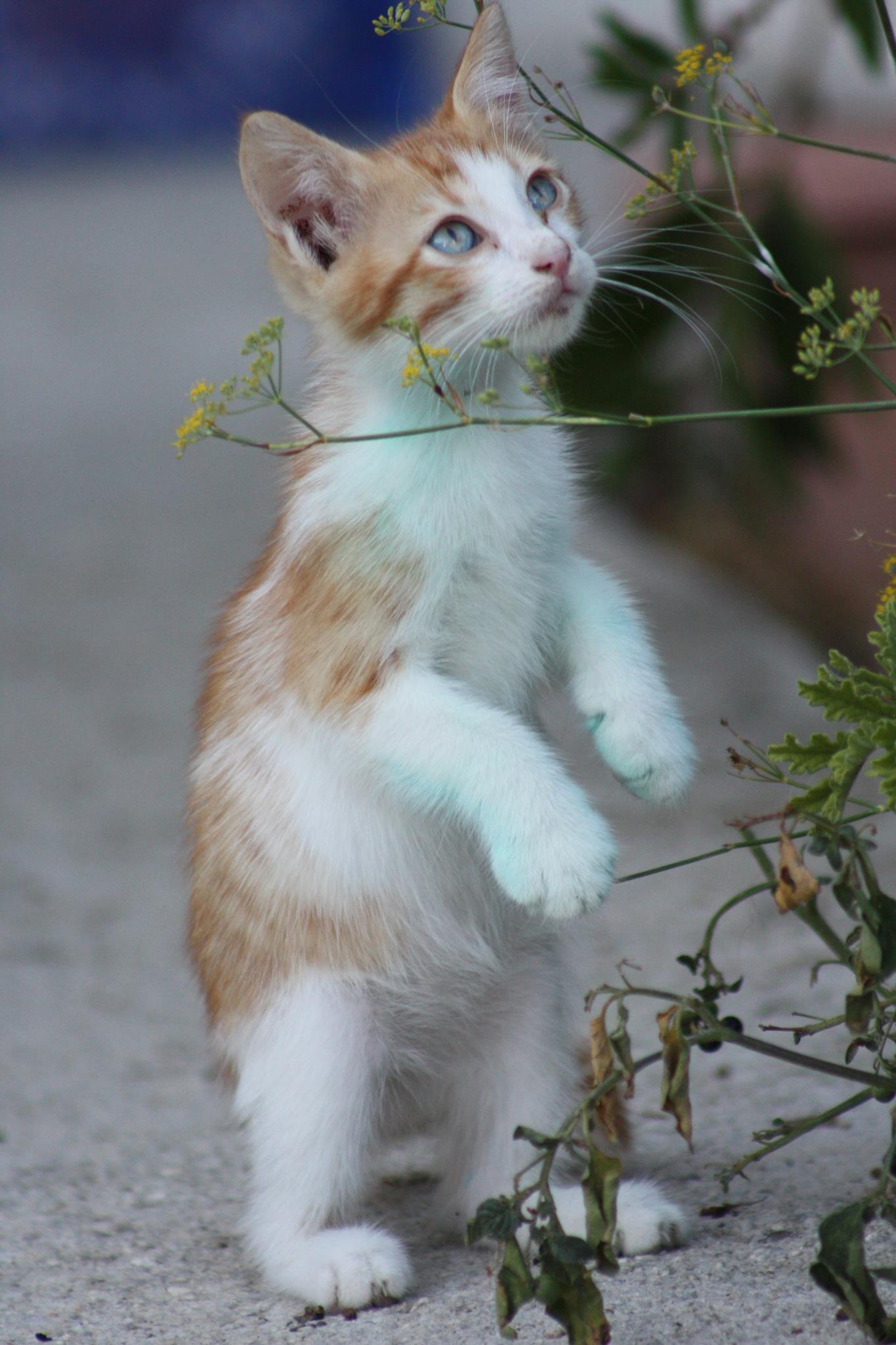 Smilla Cat Food Website Smilla Cat Food Website