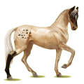 Riding Horse Akhal-Teke Palomino