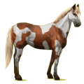 Riding Horse Quarter Horse Flaxen Chestnut 