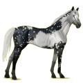 Cavalo de passeio Puro sangue inglês Lazão