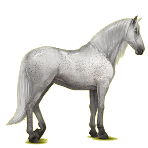 Cavalo de passeio Puro Sangue Lusitano Baio