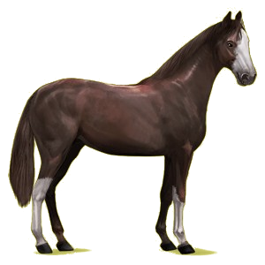 Cavalo de passeio Hanoveriano Castanho escuro