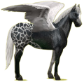 Pégaso de passeio Cavalo Quarto de Milha Preto