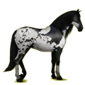Cavalo de passeio Puro Sangue Lusitano Baio