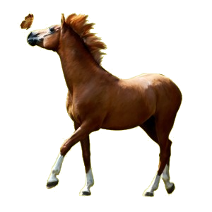Cavalo de passeio Cavalo Quarto de Milha Ruão