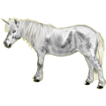 Pónei unicórnio Shetland Lazão